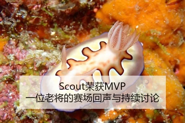 Scout荣获MVP 一位老将的赛场回声与持续讨论 | xingkong